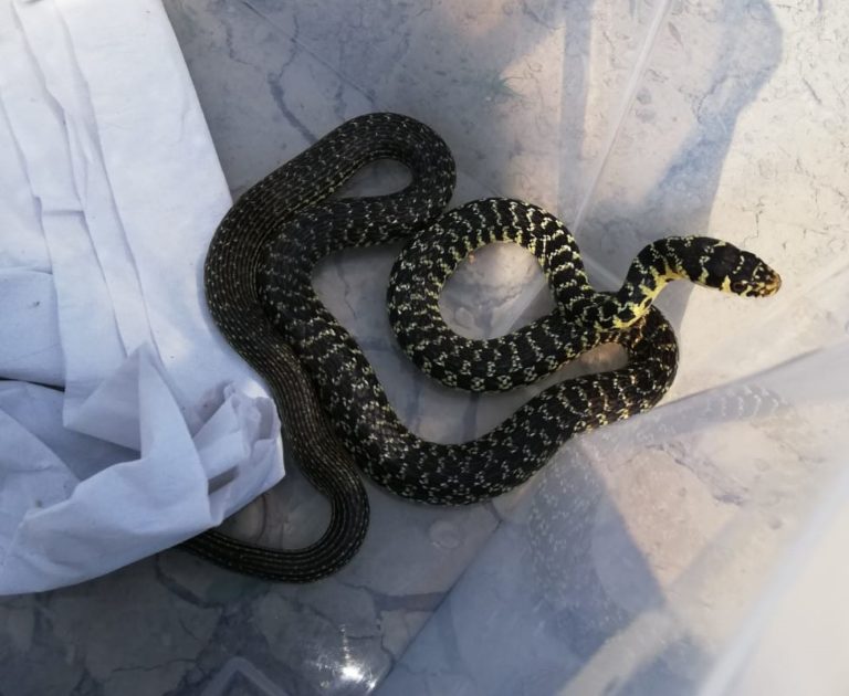 Milano, “Indiana Jones” a Locate Triulzi: donna trova un serpente velenoso in giardino e lo consegna all’Enpa