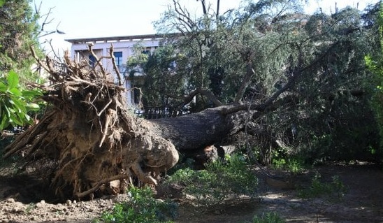 alberi caduti milano