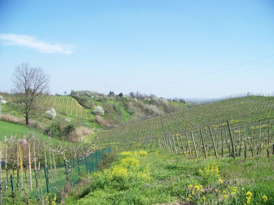 San Colombano al Lambro, la collina del “Vin de Milan”: un viaggio tra natura e passato
