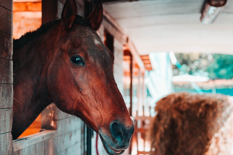 Equitazione, cavallo, foto Unsplash