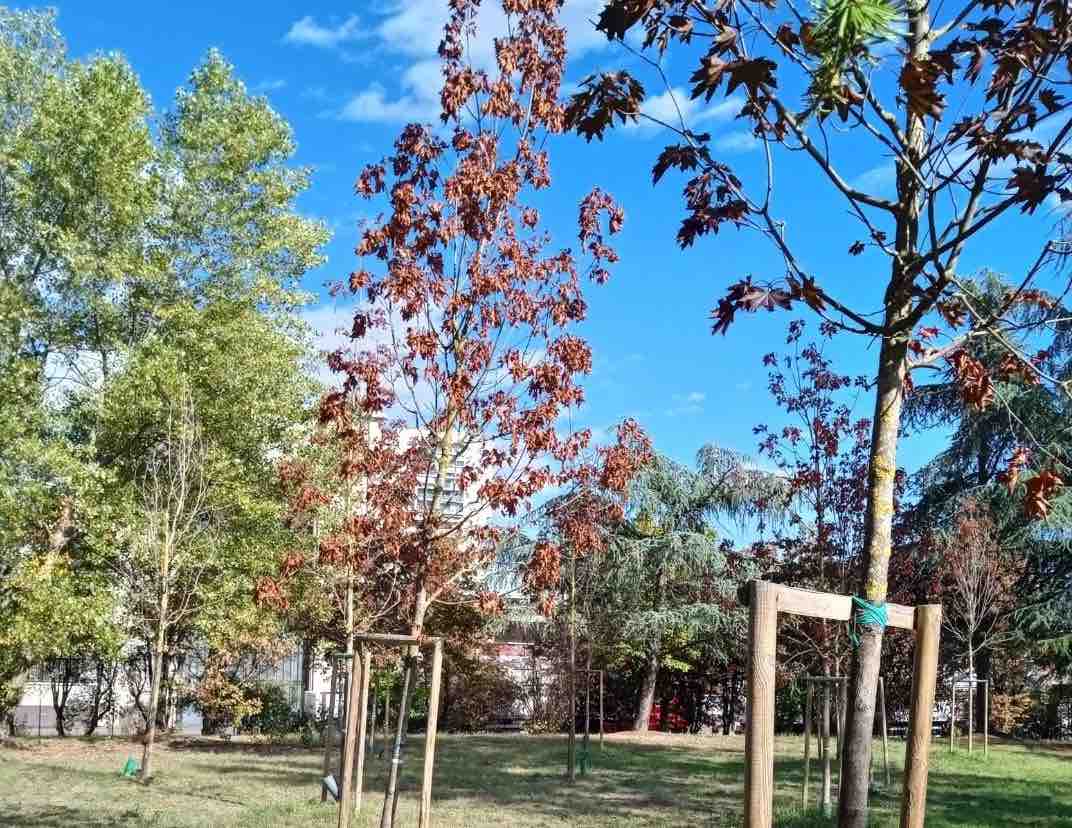Decine di alberi morti o moribondi, al Parco Di Cataldo, Municipio 2