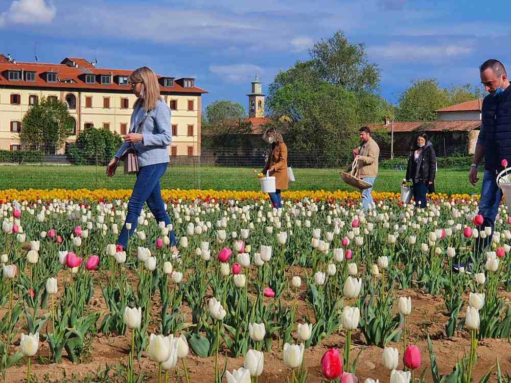 Tulipani Italiani, persone in visita al campo di Arese