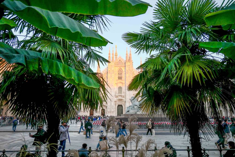 Palme in Duomo