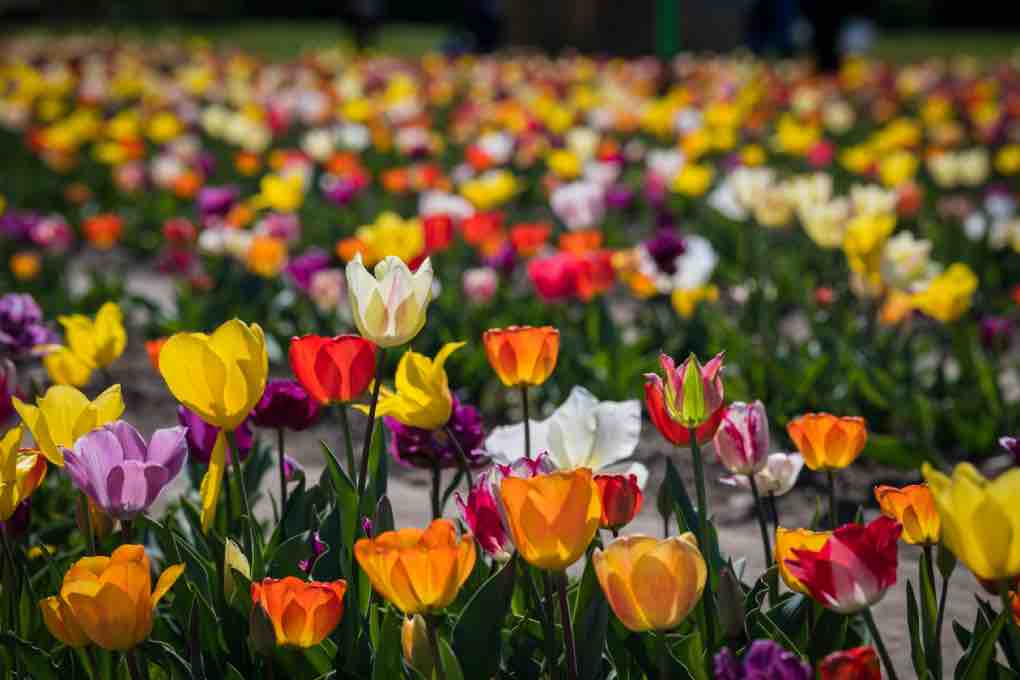 steflor campo dei tulipani