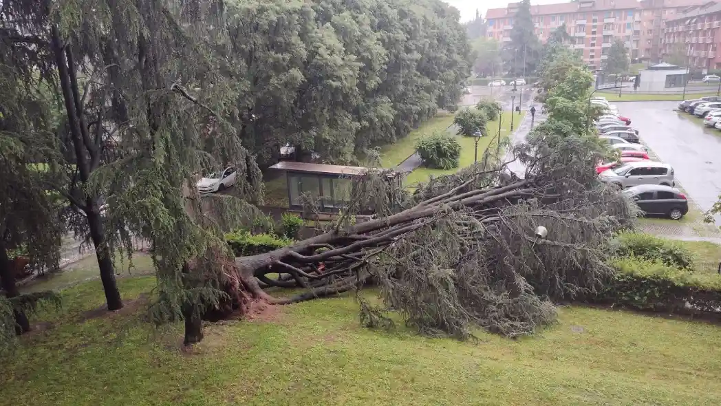Maltempo a Milano, albero caduto in municipio 4